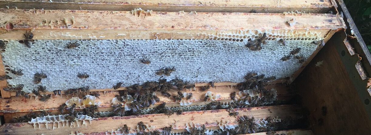 Der Bienenwerker