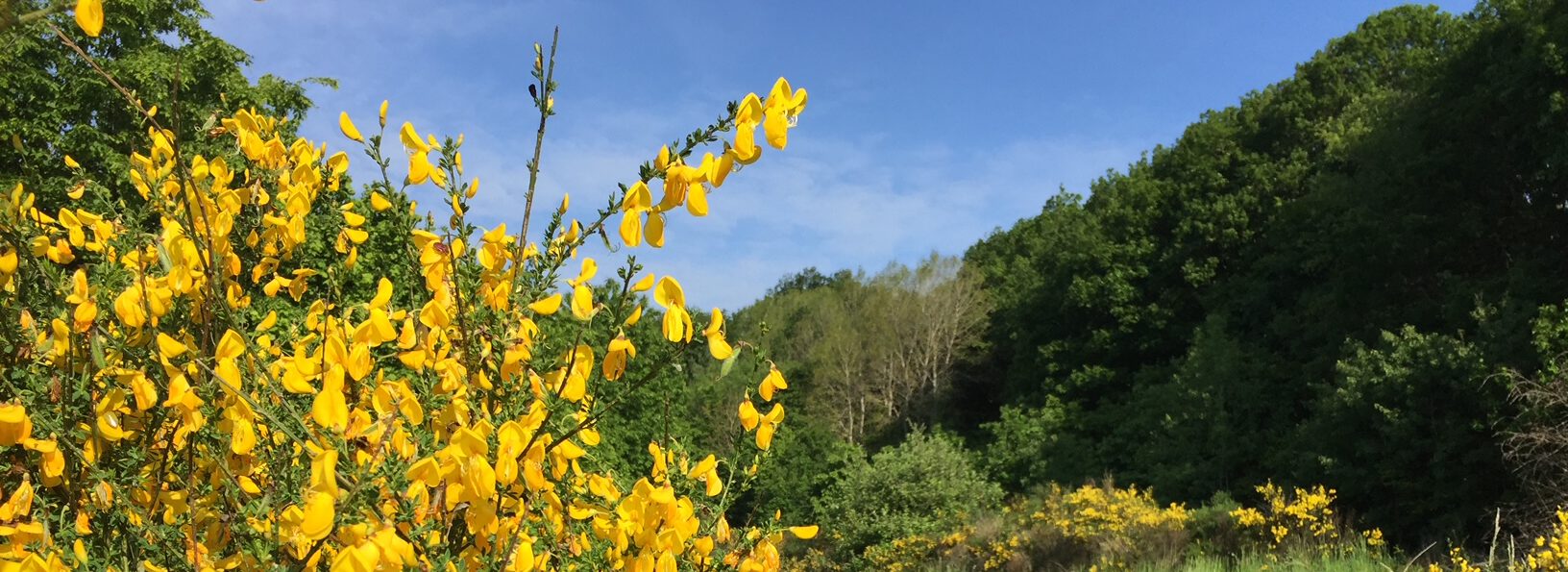 Der Bienenwerker