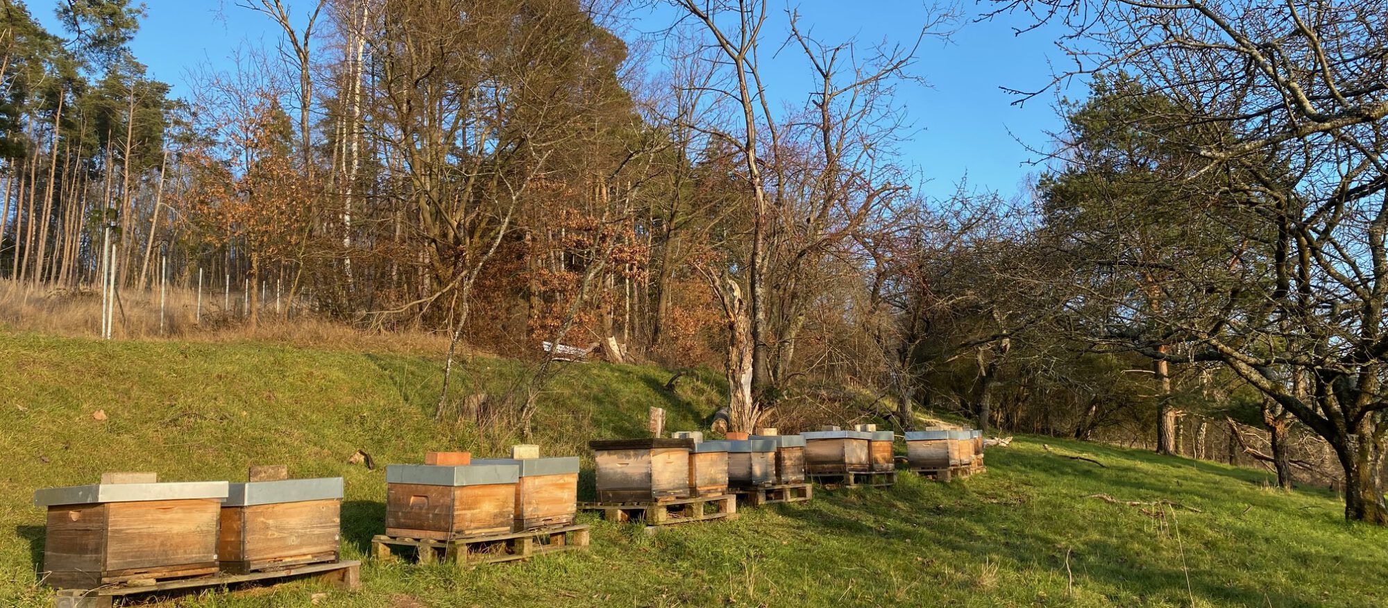 Der Bienenwerker