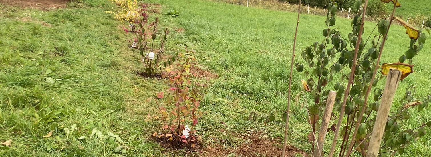 Der Bienenwerker